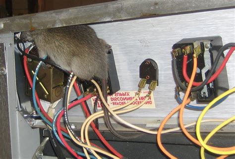 rodents chewing on electrical panels